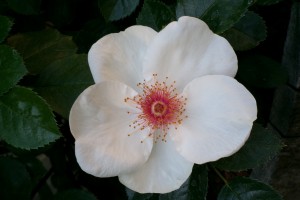 MOONFLOWER (floribunda)